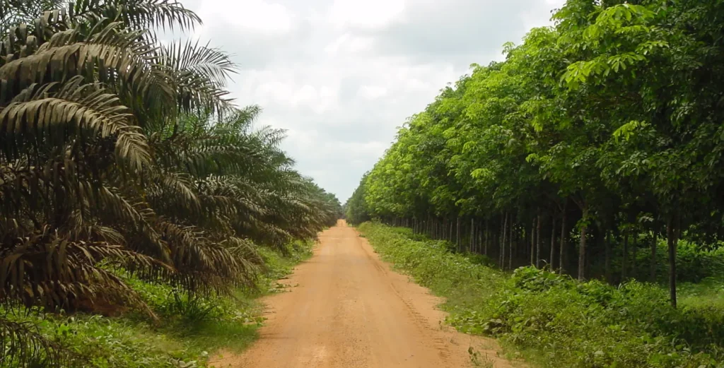 Okomu Oil Palm Company – Oil Palm Company in Benin City