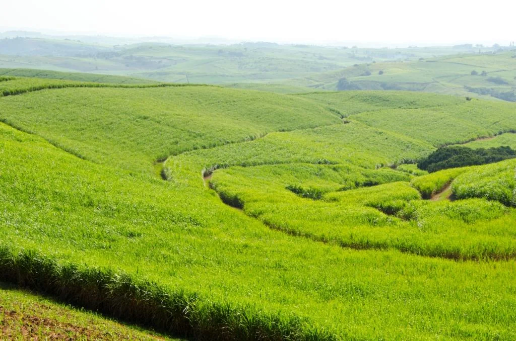 Tongaat Hulett – Sugar Manufacturer in Durban